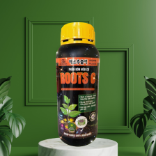 ROOTS 6