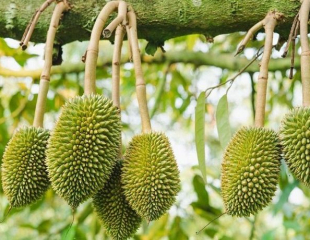 Chăm Sóc Sầu Riêng Sau Thu Hoạch – Giai Đoạn Quyết Định Vụ Mùa Tiếp Theo