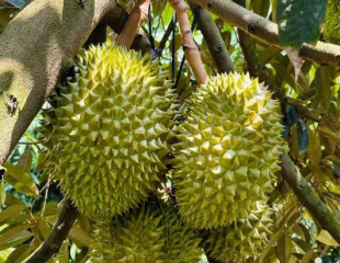 Kỹ thuật chăm sóc cây sầu riêng 